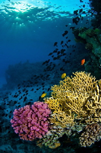 Red Sea reef at dusk. by Paul Colley 